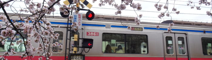 真間川の踏切は京成本線の有名桜スポット