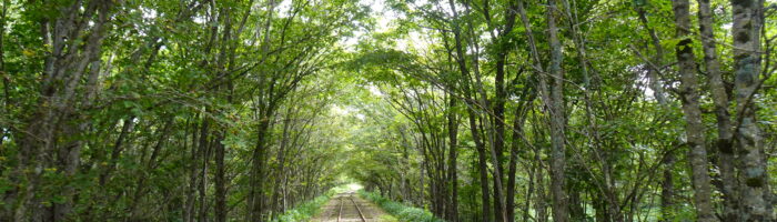 奥行臼トロッコサンデーの路線